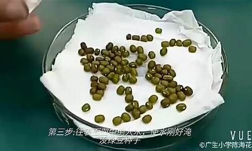 绿豆发芽观察日记_绿豆观察日记